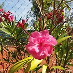 מלון Khail